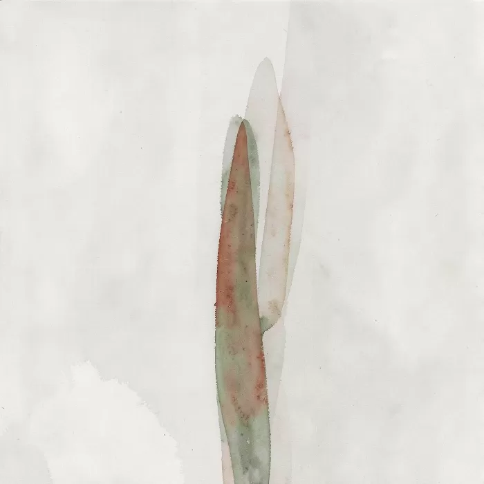 Sage Still