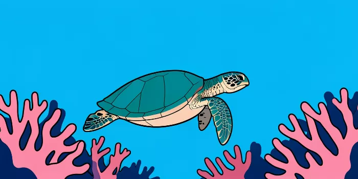 Turtle Drift
