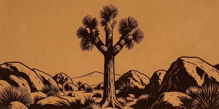 Desert Tree