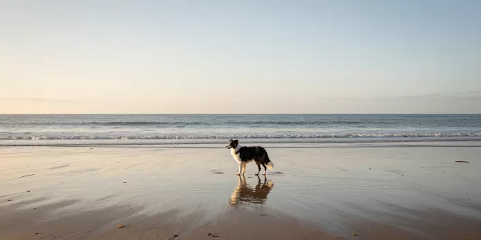 Sandy Reflection