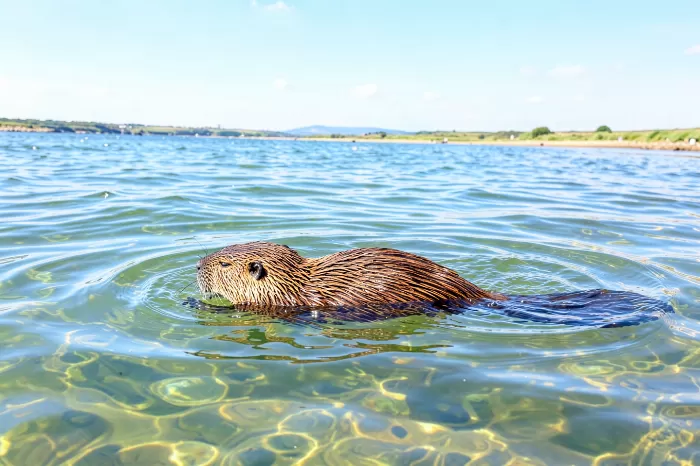 Coastal Swim