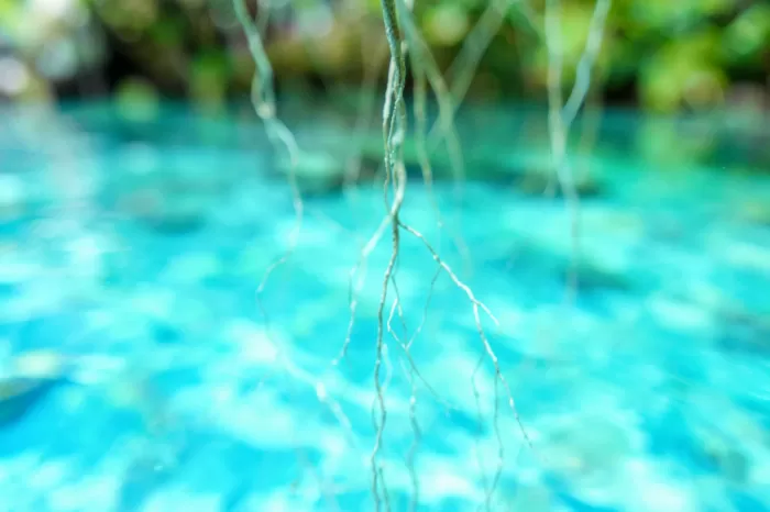Cenote Roots