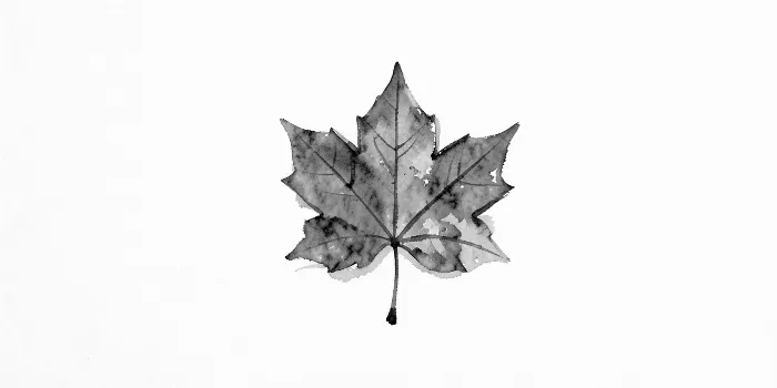Maple Vein