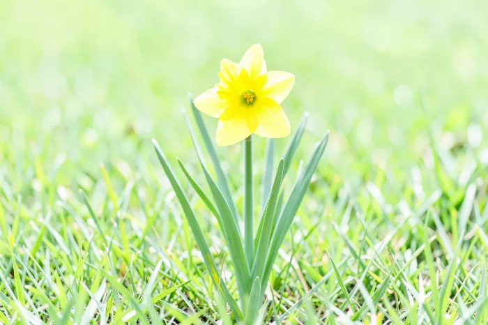 Spring Gold