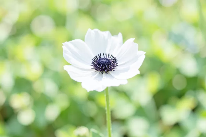 Pure Anemone