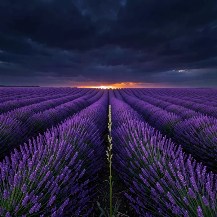 Lavender Storm