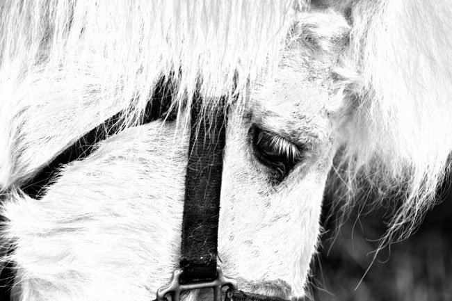 Contemplating - Newfoundland art print