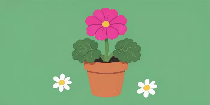 Pink Geranium