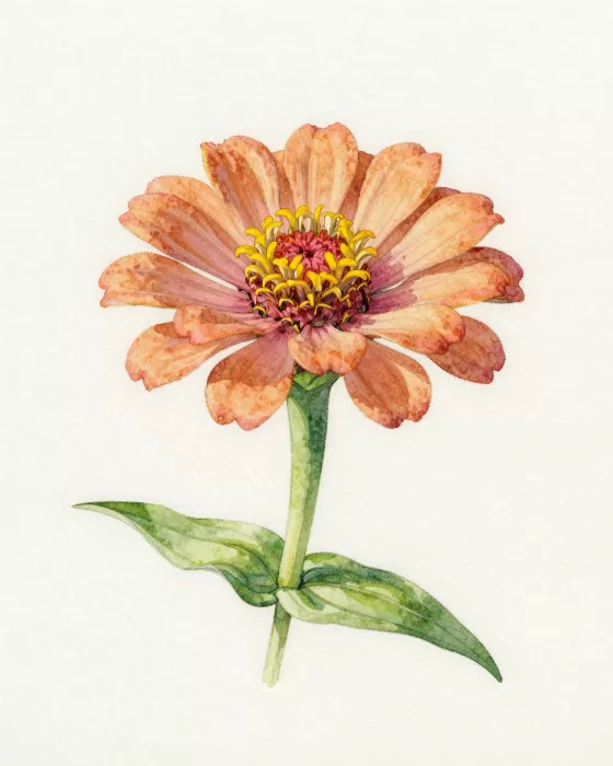 Single Zinnia