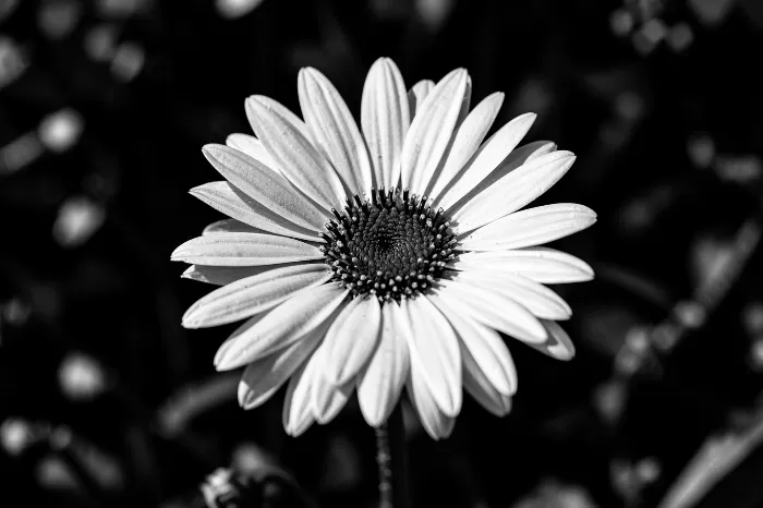 Silver Daisy
