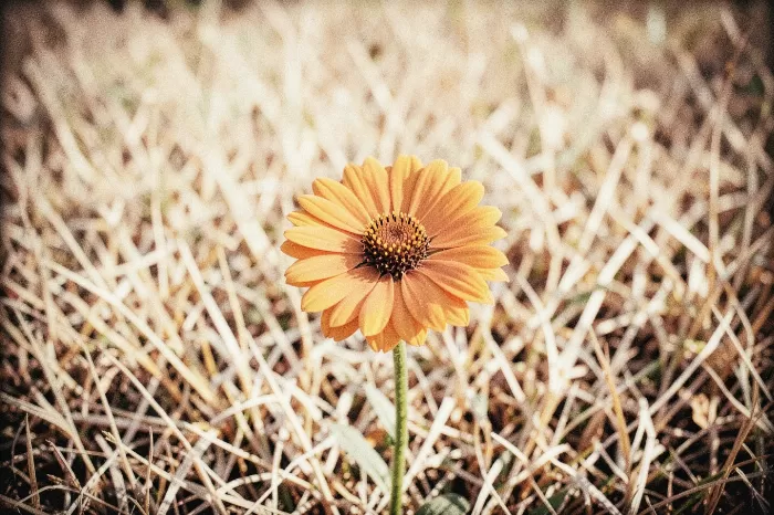Sunbleached Zinnia