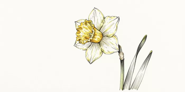 Spring Bulb