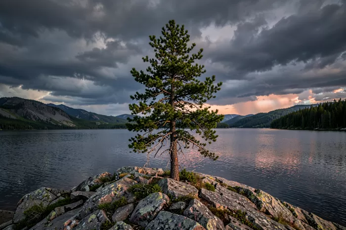 Lone Pine Light