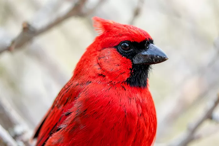 Cardinal Portrait