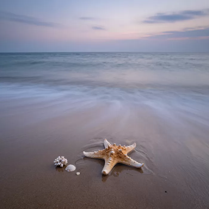 Silky Starfish