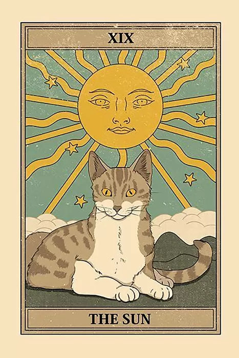 cat sun