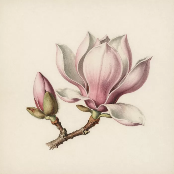 Antique Branch