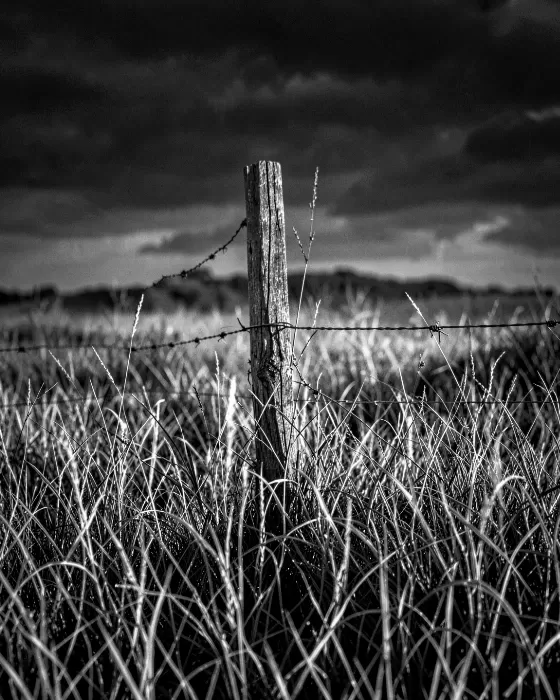 Wire And Grass