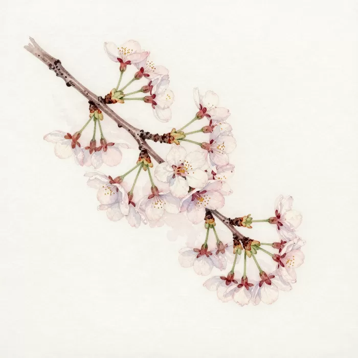 Blossom Spray