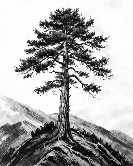 Windswept Pine