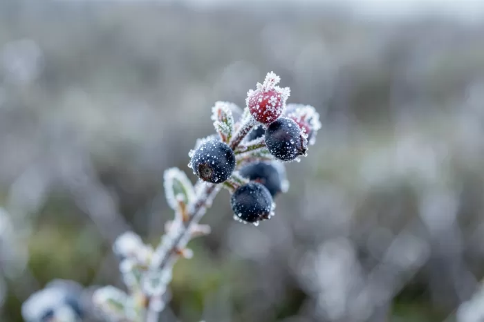 Frost Berries