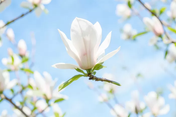 Magnolia Sky