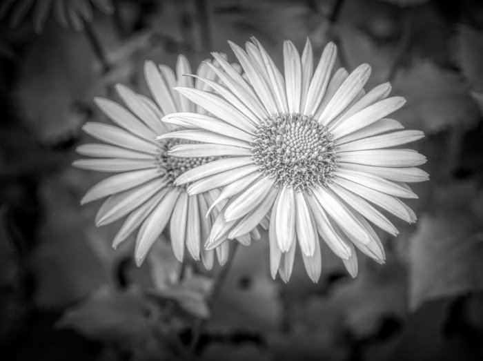 In Bloom - Newfoundland art print
