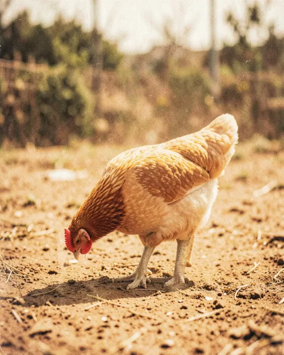 Farmyard Light