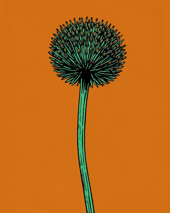 Poppy Bold