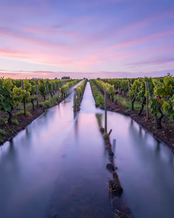 Vineyard Canals