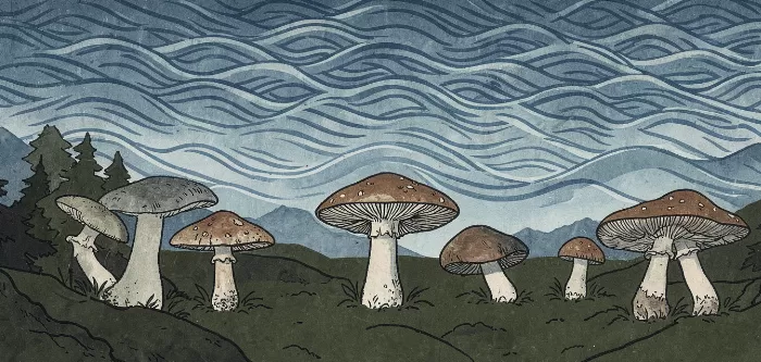Mushroom Medley