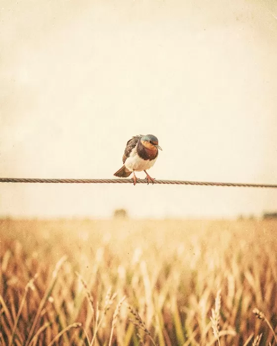Field Swallow
