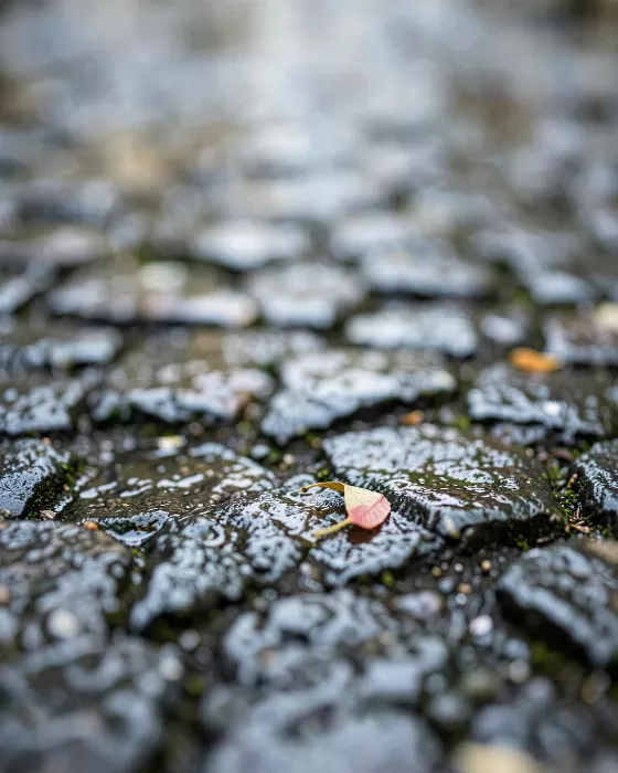 Rainworn