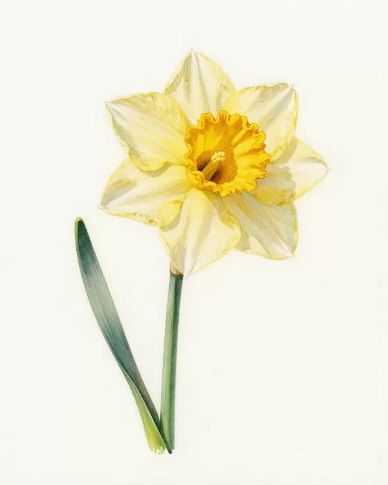 Spring Daffodil