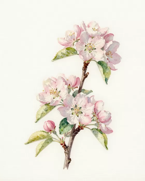 Apple Blossom III