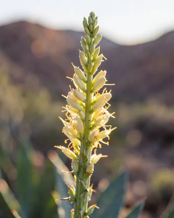 Agave Light
