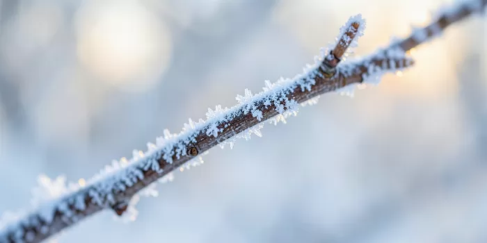 Icy Bough