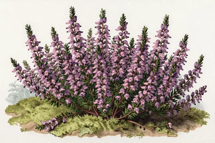 Heather Bank
