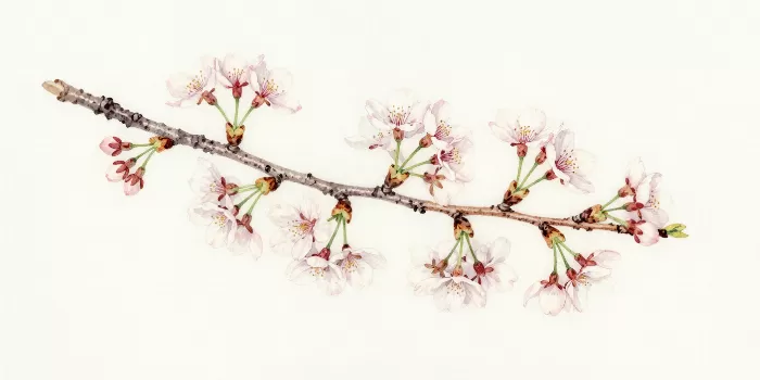 Soft Branch