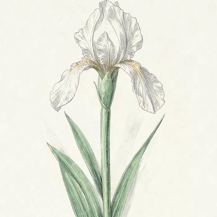 White Iris