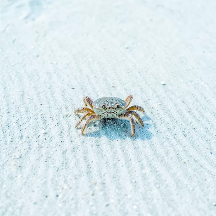 Shore Crab II