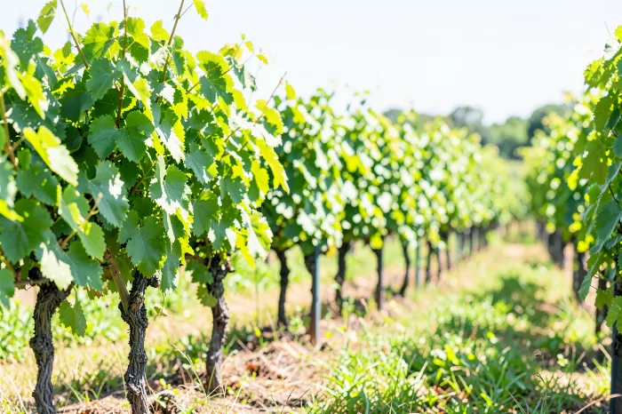 Vineyard Verge
