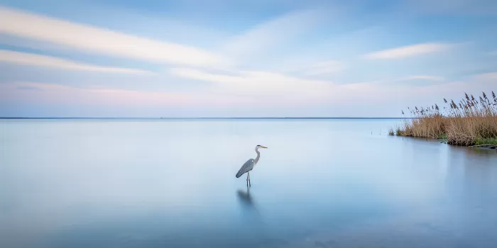Heron's Rest