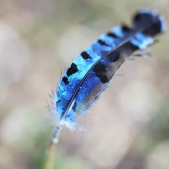 Feather Study