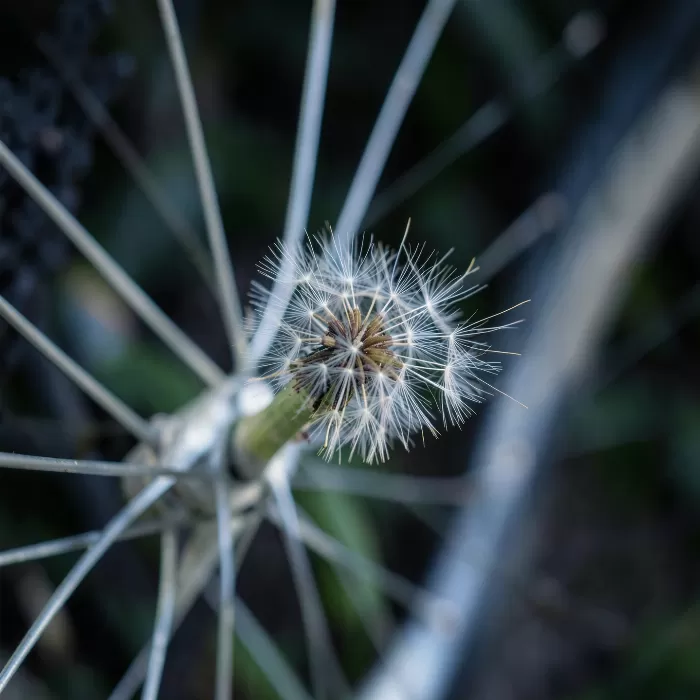 Seed And Spoke