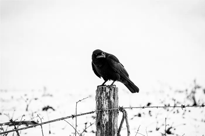 Snow Sentinel