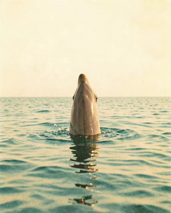 Sea Arc