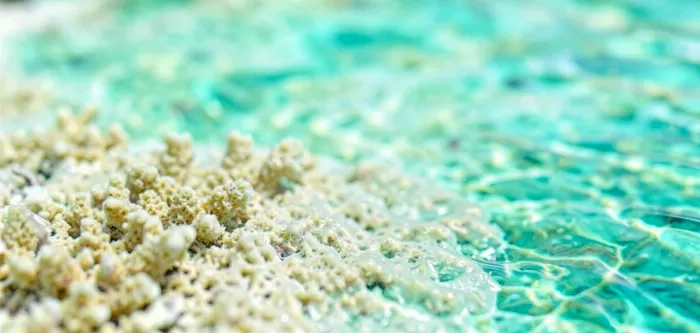 Seafoam Patterns