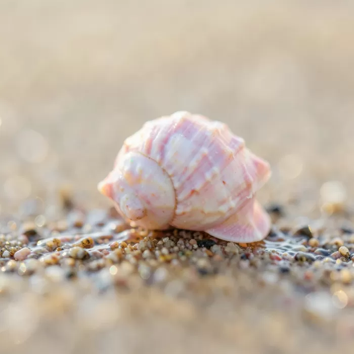 Shell Spiral