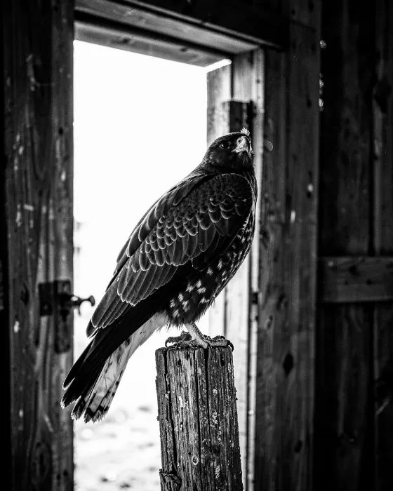 Barn Watch